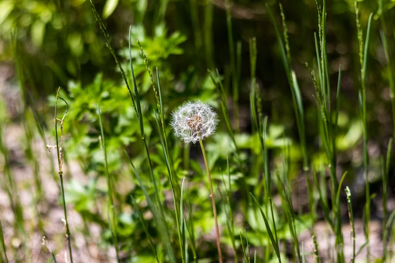 Dandelion against green background